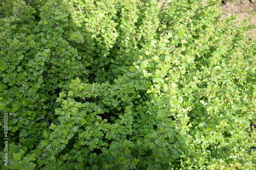 Dense bush with tiny leaves