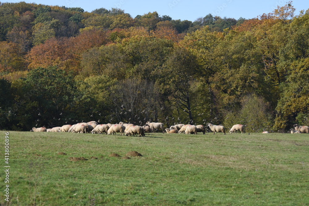 Flock of birds over a herd of sheep