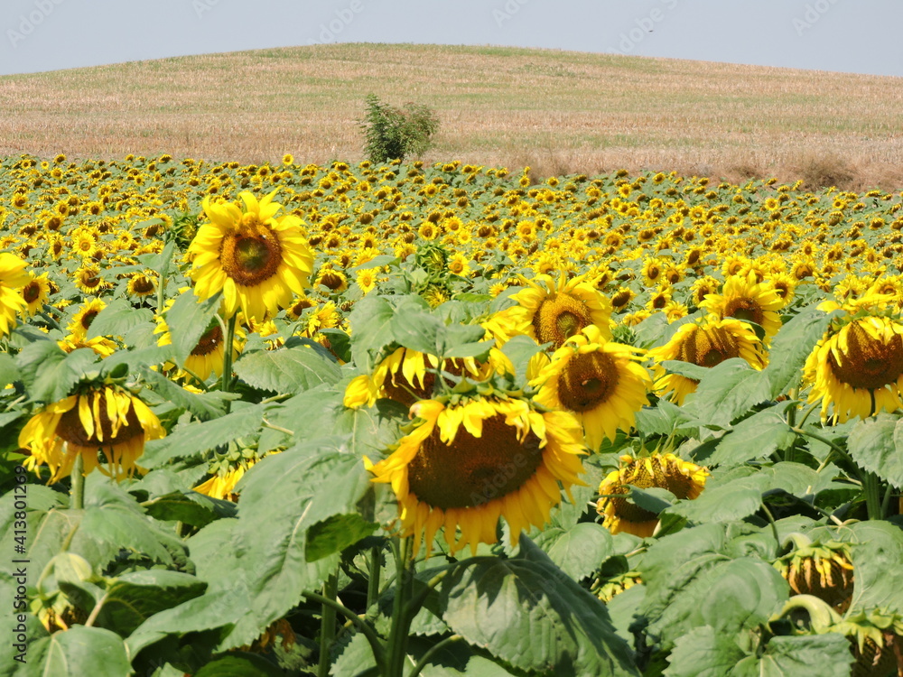 Obraz premium Słonecznik Sanflauer