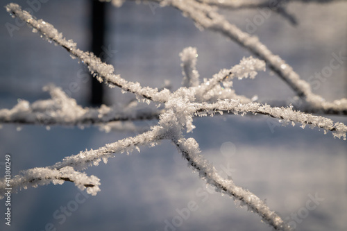 Snowflakes on tree branches after a snowfall close-up.