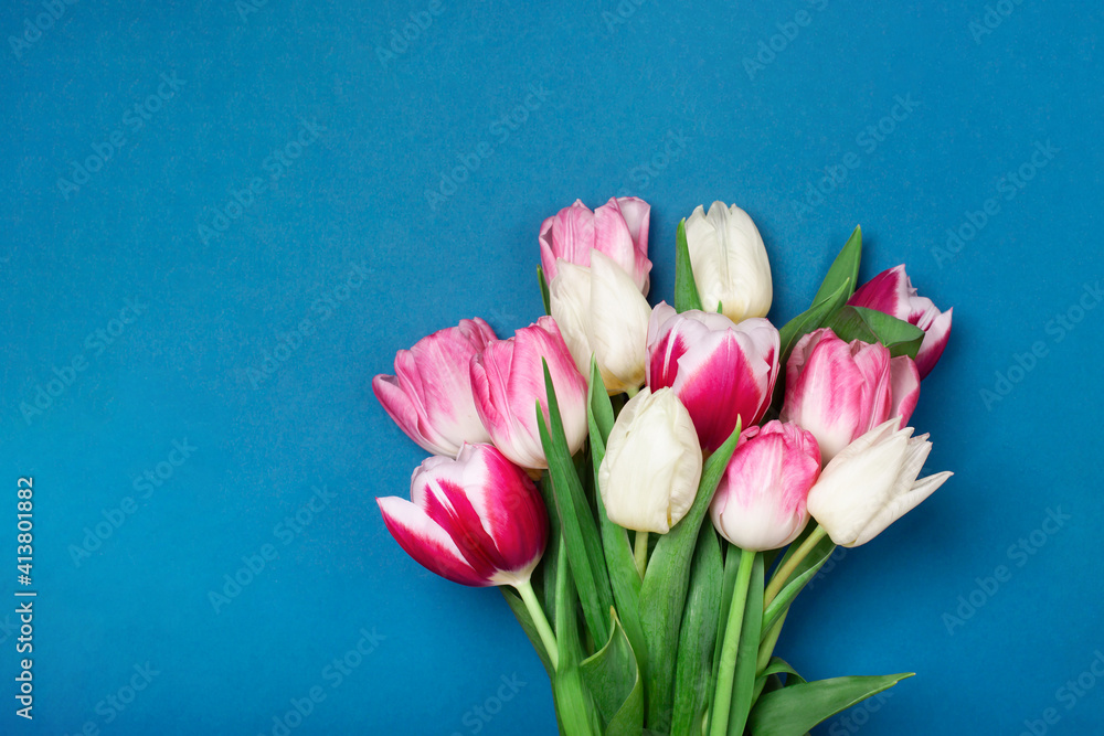 Bouquet of tulips in pink and white colors on blue background. Concept of spring, Women's Day, Mother's Day, 8 March, the holiday greetings. Copy space, flat lay.