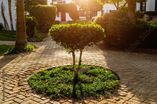 Fototapeta Naklejka Na Ścianę i Meble -  Luxury landscape design of the tropical summer garden