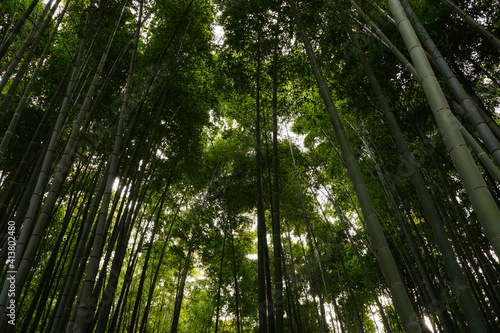 鎌倉の竹藪