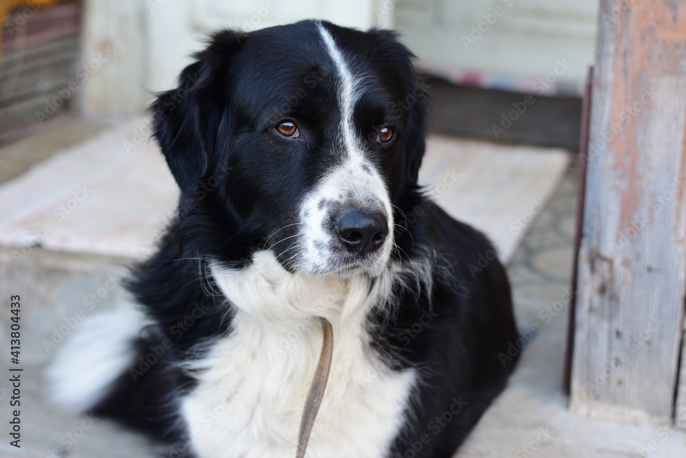 Black and white dog laying on a porch Black and white dog laying on a porch