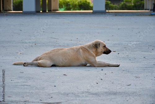 A dog lying on the ground