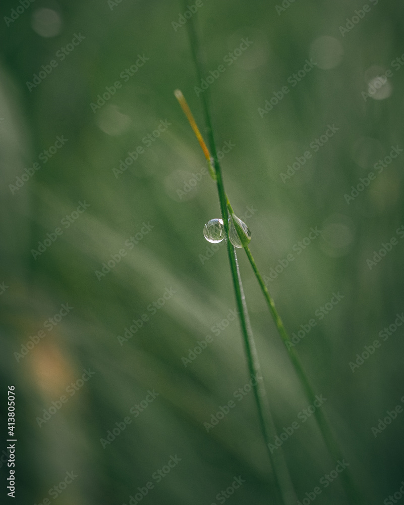 Morning nature in sunlight and dew Morning nature in sunlight and dew