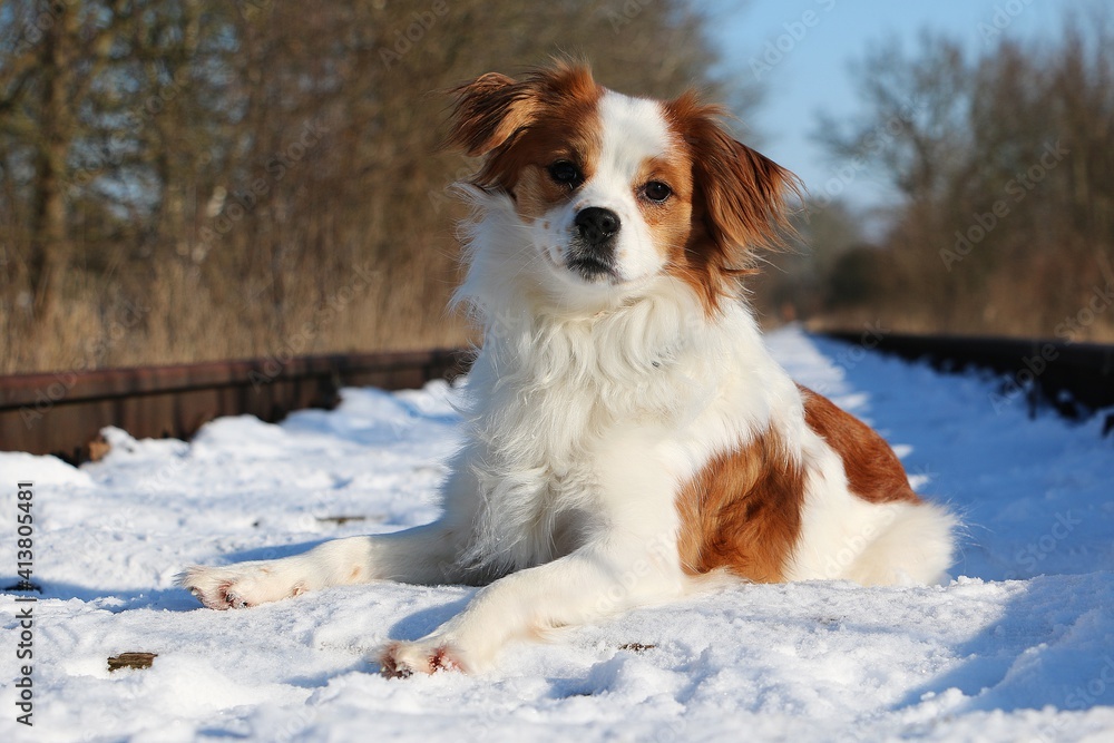 Fototapeta premium small mixed dog lies on empty snow-covered train tracks