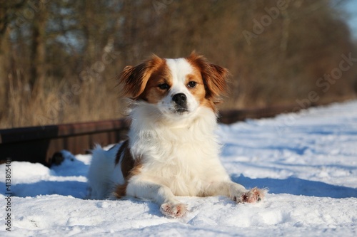 small mixed dog lies on empty snow-covered train tracks