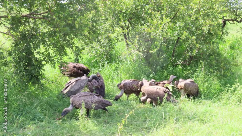 Big Lappet Faced Vulture bullies smaller Vultures at scavenged carrion Big Lappet Faced Vulture bullies smaller Vultures at scavenged carrion