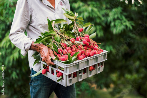 Papier peint Farmer carrying a basket full of freshly picked red lychees