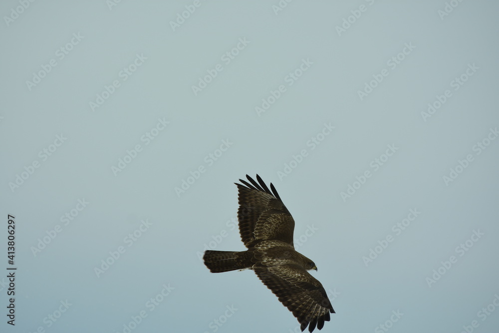 Predator bird with white and brown feathers, probably Accipiter nisus Predator bird with white and brown feathers, probably Accipiter nisus