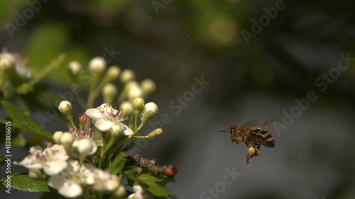 Insect honey bee with pollen on the legs on blooming hawthorn in sunny day