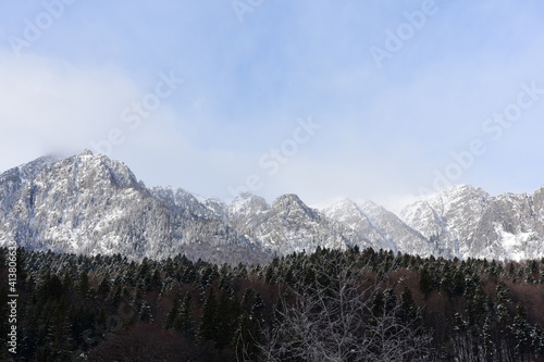 Snow covered mountains with forest in the foreground