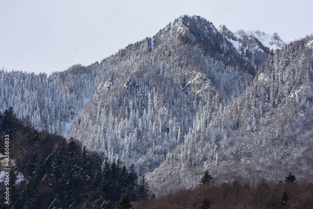 Snow covered mountains with forest in the foreground