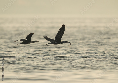 A Great Cormorant with a fish catch is chased by other at Tubli bay, Bahrain © Dr Ajay Kumar Singh