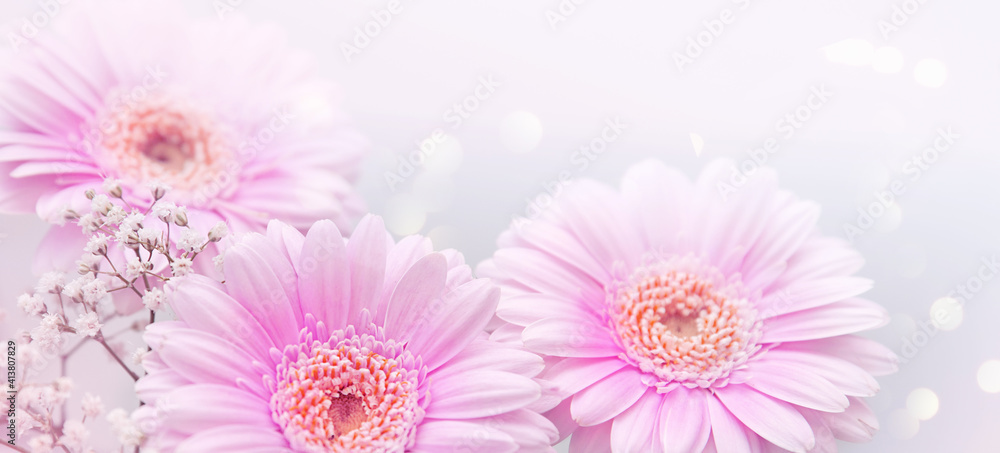 Soft defocused gerbera flowers with soft bokeh in pastel colors for background and copy space