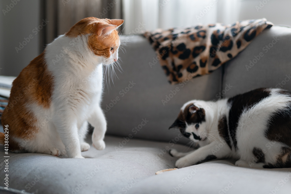 a brown and white cat and a black and white cat play together on the sofa