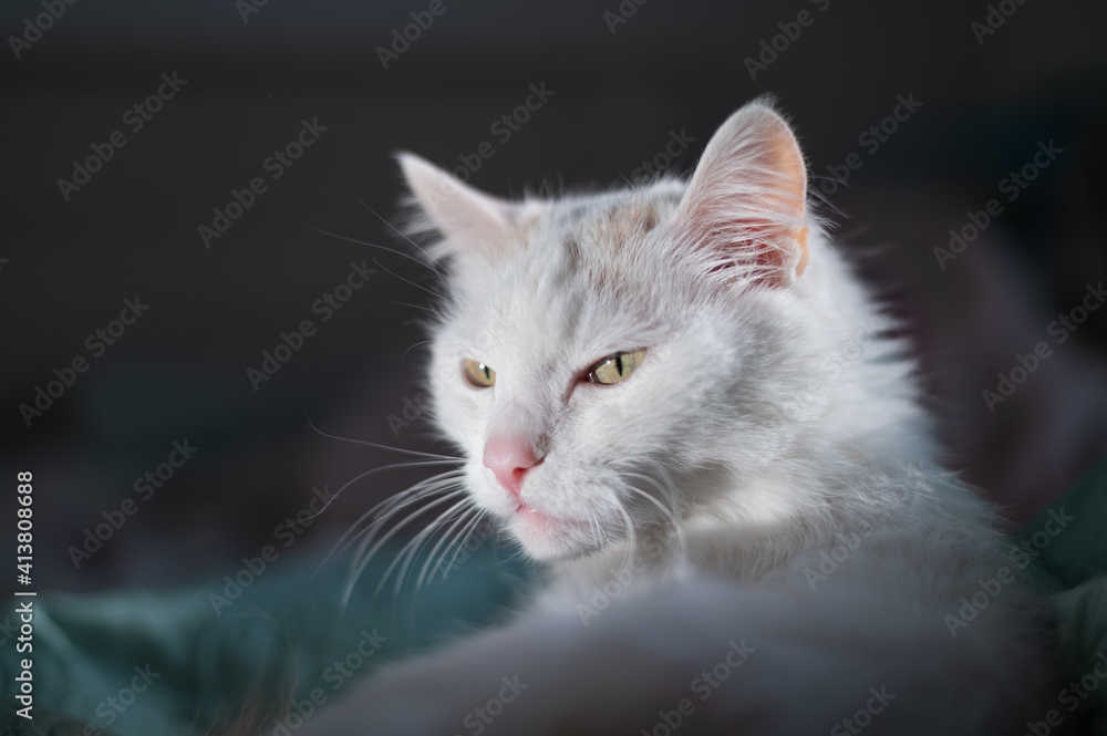 Portrait of a white fluffy cat on the bed Portrait of a white fluffy cat on the bed