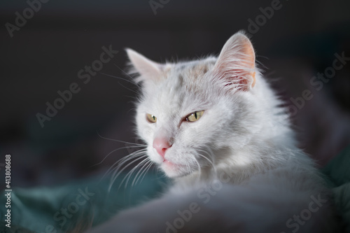 Portrait of a white fluffy cat on the bed