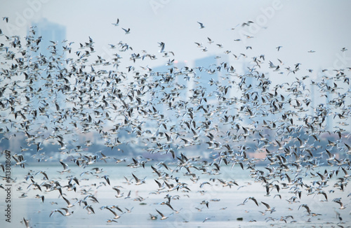 Huge flock of Black-headed gulls in flight at Eker creek, Bahrain
