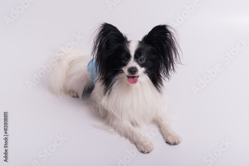 Portrait of a cute dog Continental Spaniel in a males hygiene belt. Papillon is wearing a diaper against territory markings and urinary incontinence © Михаил Решетников