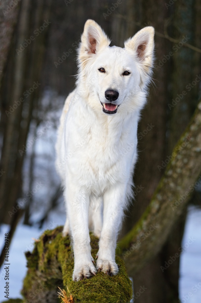 White Swiss Sherherd - Berger Blanc Suisse stands in the forest and balances on a trunk 