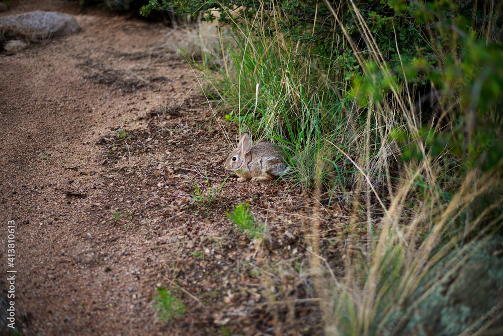 High angle view of rabbit by grass on field High angle view of rabbit by grass on field