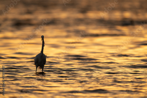 Silhouette of a Great Egret fishing at Tubi bay  Bahrain