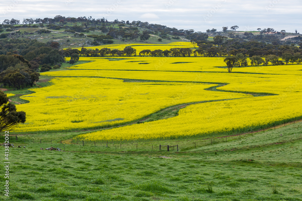 Acres of Canola fields with path running through, Beverley, WA