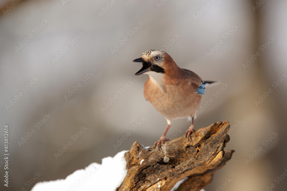 Eurasian Jay (garrulus glandarius) searching for food in the snow with a nice background in the forest in Salland area in the Netherlands Eurasian Jay (garrulus glandarius) searching for food in the snow with a nice background in the forest in Salland area in the Netherlands