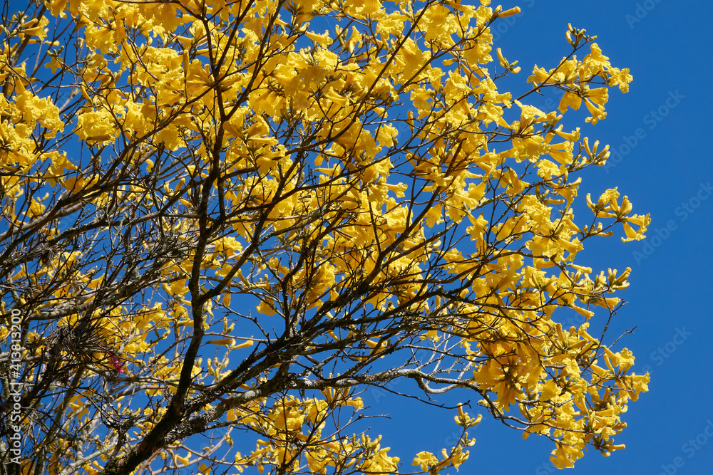 Blüten des Gelben Ipe-Baums im südbrasilianischen Frühling Blüten des Gelben Ipe-Baums im südbrasilianischen Frühling