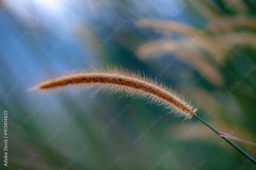 Close up setaria , for Background