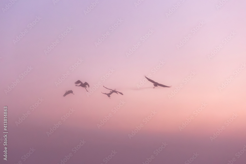 Blurred background of flock of flying storks in the morning sky.Sun rise.