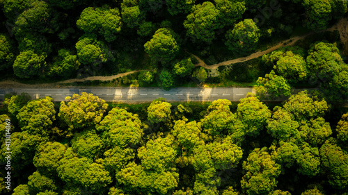 Top view of green coniferous forest with asphalt road. Aerial view nature scene of stone pine trees at sunset and countryside road. Portugal