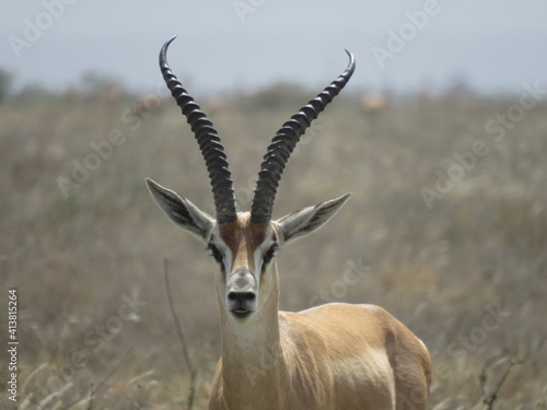 Photography impala in the savannah