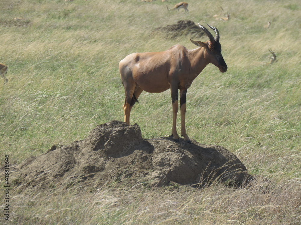 Fototapeta premium wildebeest in serengeti