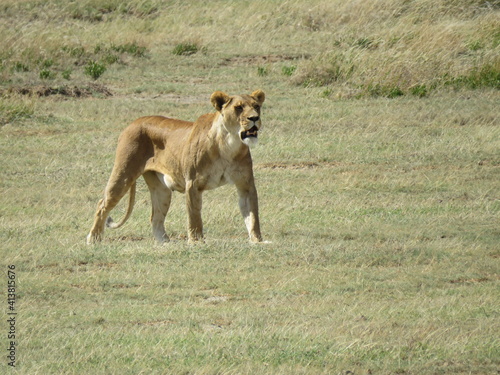 lioness in the wild