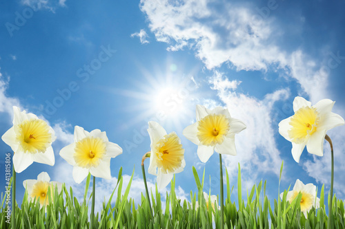 Beautiful spring flowers outdoors on sunny day