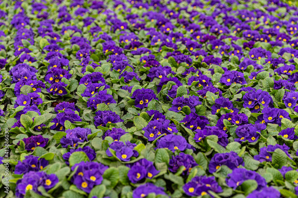 Obraz premium Many violet primroses