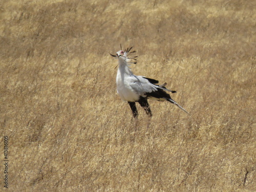 secretary bird in the savvanah