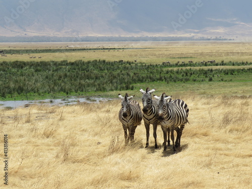 zebras in the savannah