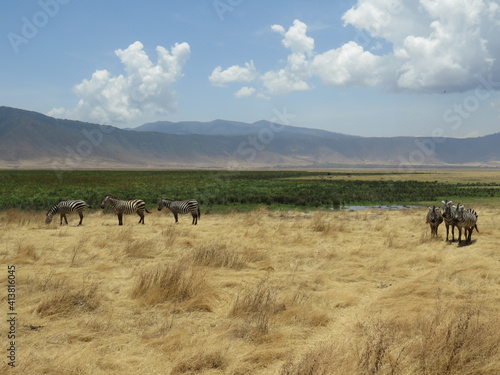 zebra in the savannah