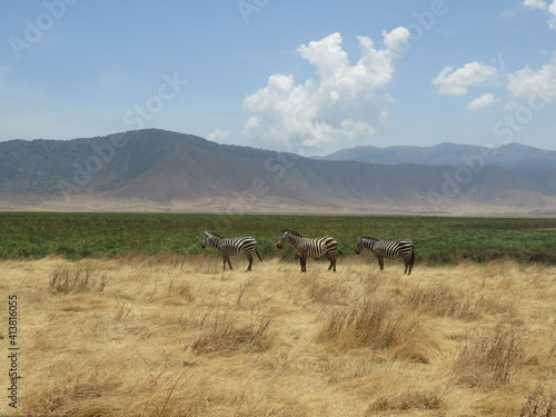 zebra in the savannah