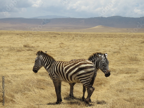 zebras in the savannah