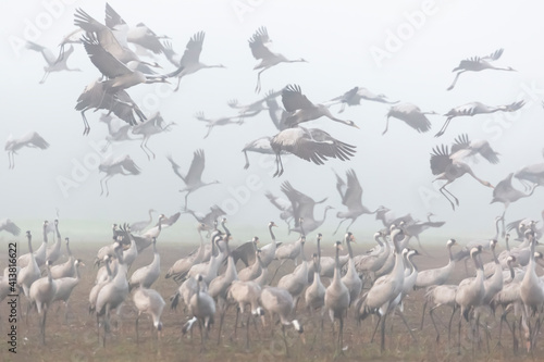 Blurred background of flock of flying storks in the morning fog.