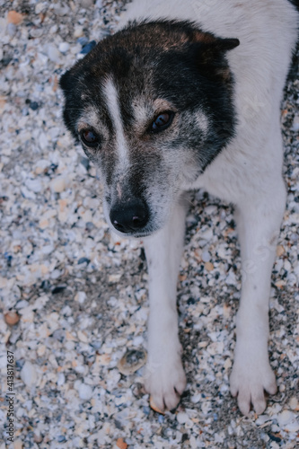 Φωτογραφία Closeup vertical portrait of a lovely sweet dog resting on a pebblestone ground