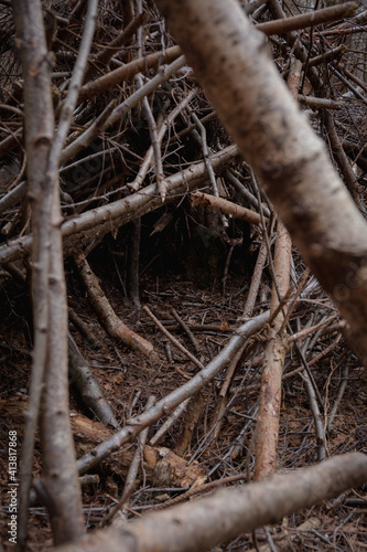 Twisted forest branches abstract portait background. England trees nature forest 