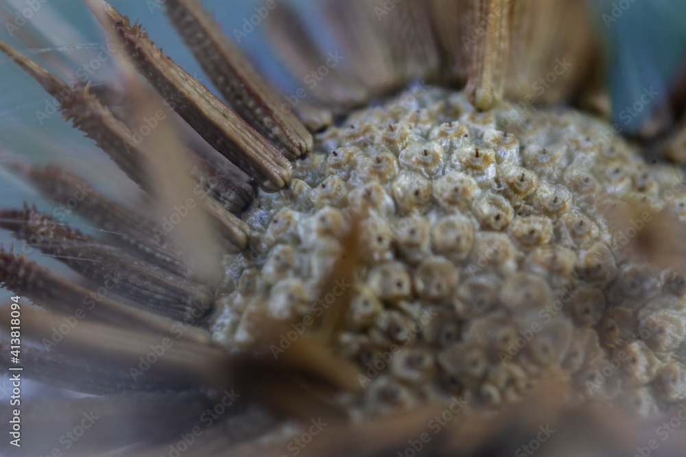 Obraz premium fluffy ripe dandelion close-up. Close-up macro photo 