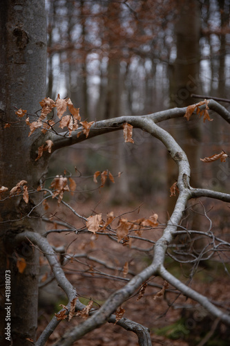 Branch forest background on cold winters day. 