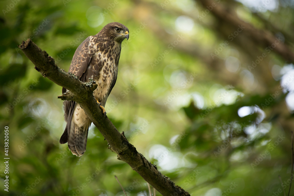 Low angle view of bird perching on branch in forest Low angle view of bird perching on branch in forest